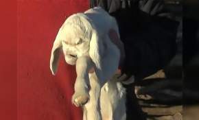 [VIDEO] ¿"Cabrío demoniaco"?: Cría de una cabra nació con rasgos humanos y ojos sobresalientes