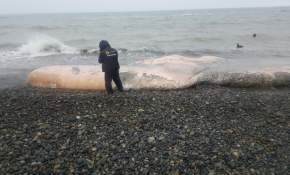 Insólito: Cachalote de 18 metros en estado de descomposición varó en playa del Maule [FOTOS]
