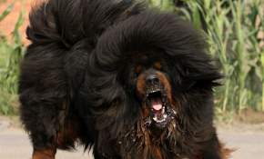 Chileno se trajo desde Ucrania al perro más caro del mundo: mide 1.75 metros parado [FOTOS]