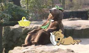 [Memes] Las foto del "oso relax" que se convirtió en un meme mundial 