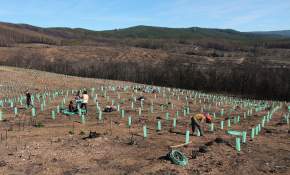 Así fue la plantación del 1er árbol para recuperar bosque nativo en Maule [FOTOS]
